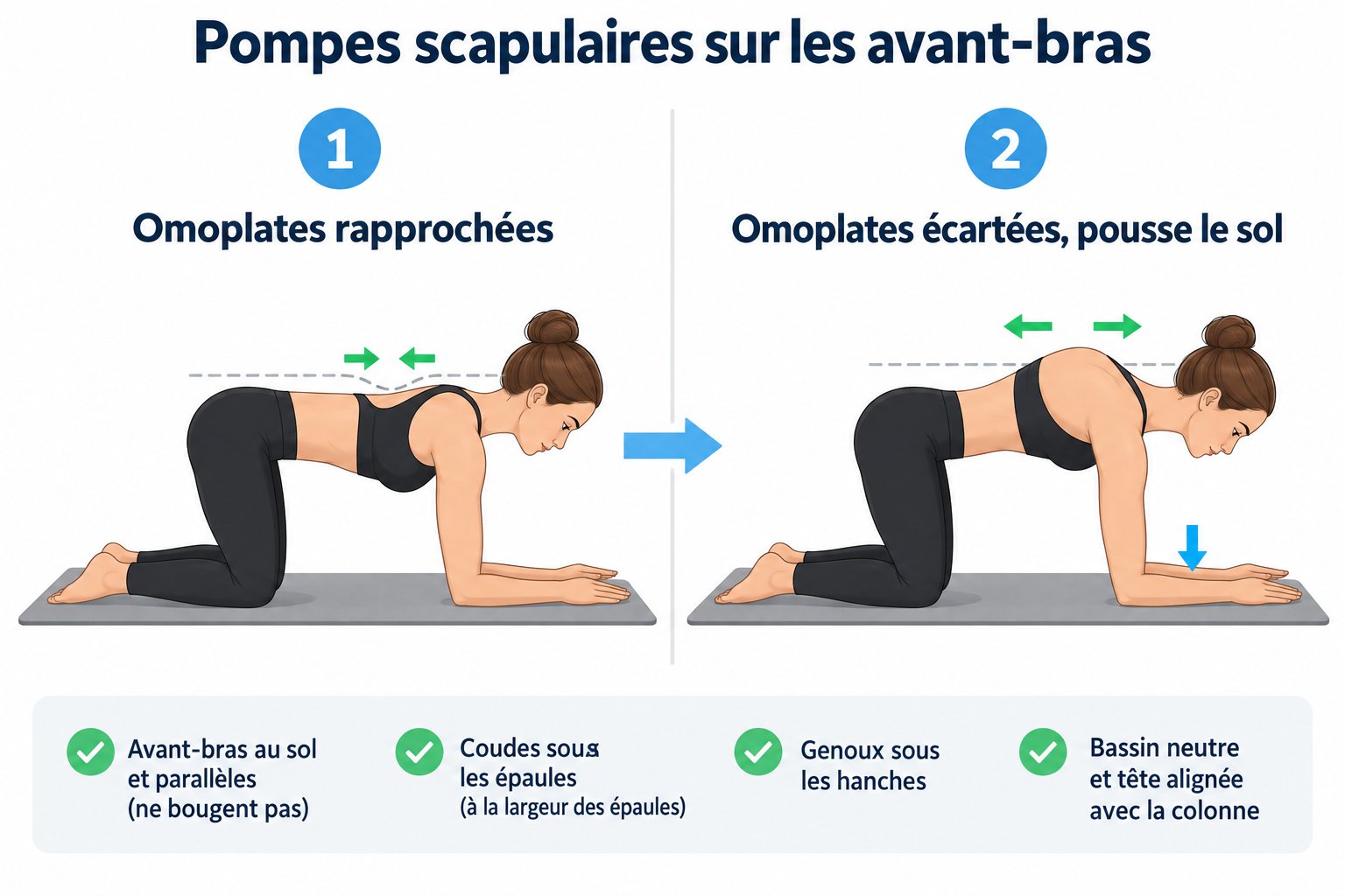 Pompes scapulaires sur les avant-bras à quatre pattes : omoplates qui se rapprochent puis s'écartent