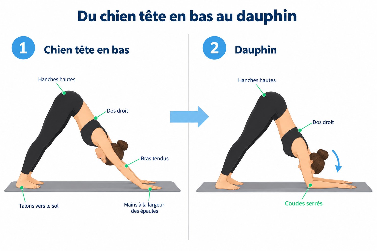 Passage du chien tête en bas au dauphin : descente contrôlée sur les avant-bras puis remontée bras tendus